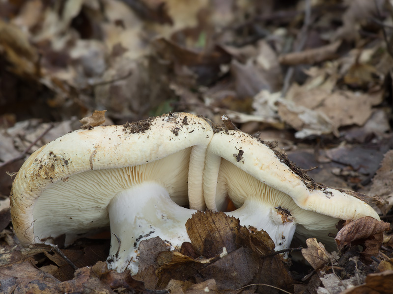 Leucopaxillus compactus